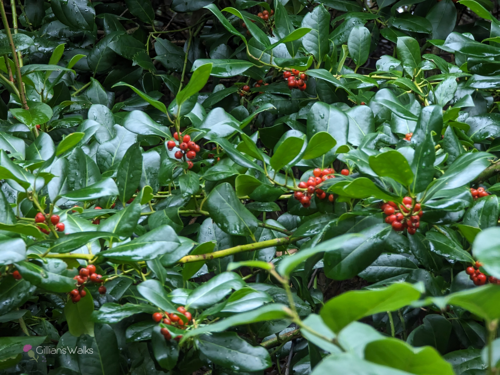 Close up of Holly bush with smooth leaves