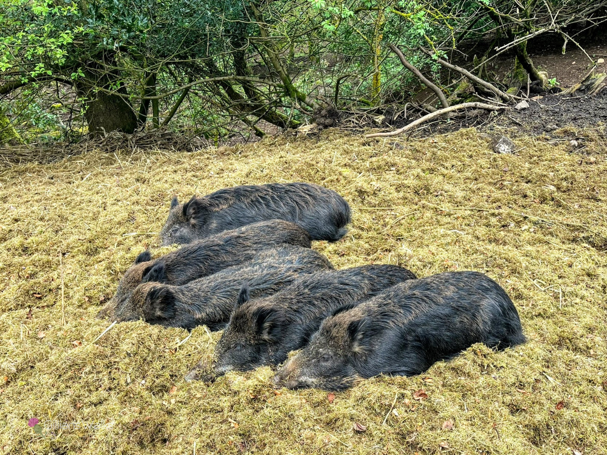 Five boar lying huddled together side by side on some hay