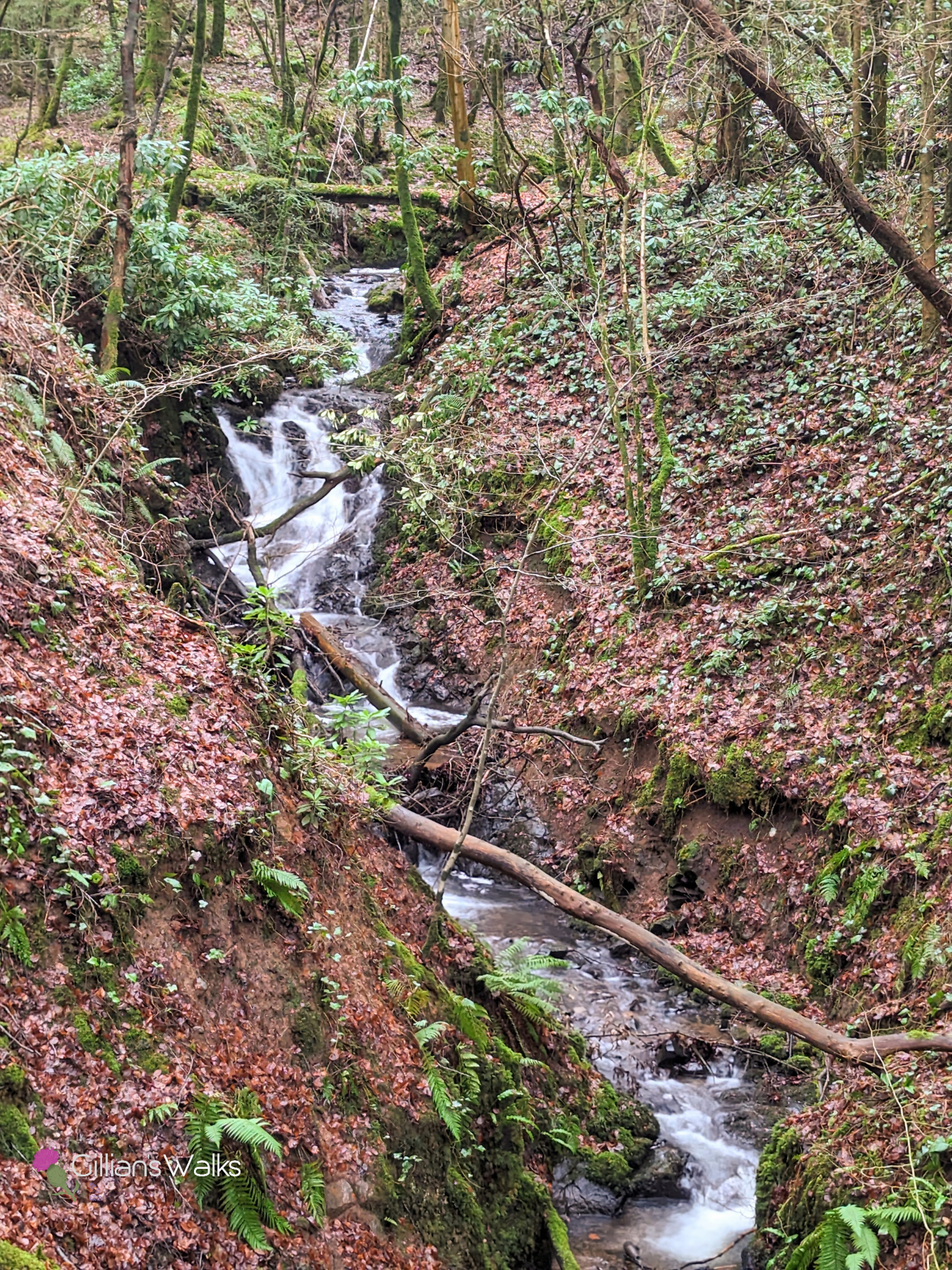 Narrow waterfall on Newlands Burn, Lanfine