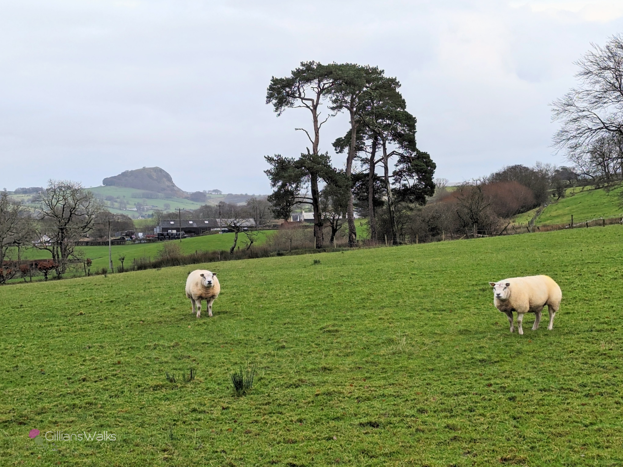Looking across sheep grazed fields to Loudoun Hill