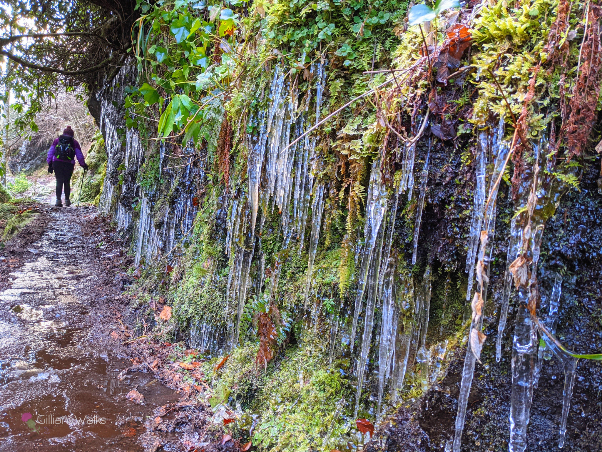 Long icicles clinging to moss-covered rocks beside a wet and muddy footpath. My mum is walking on the footpath supported by a walking pole.