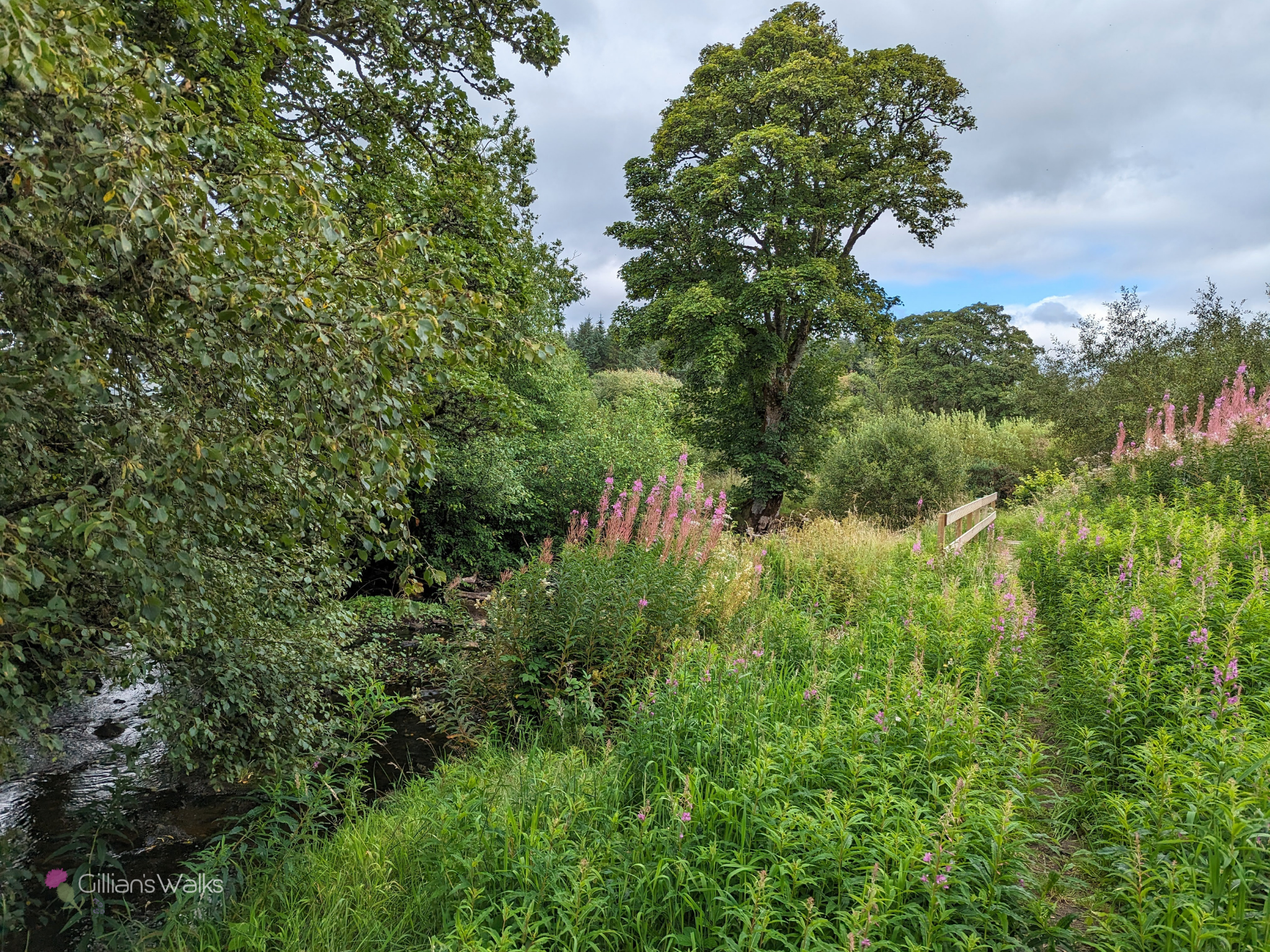Lush green vegetation, trees and wild flowers encroaching on a narrow riverside footpath