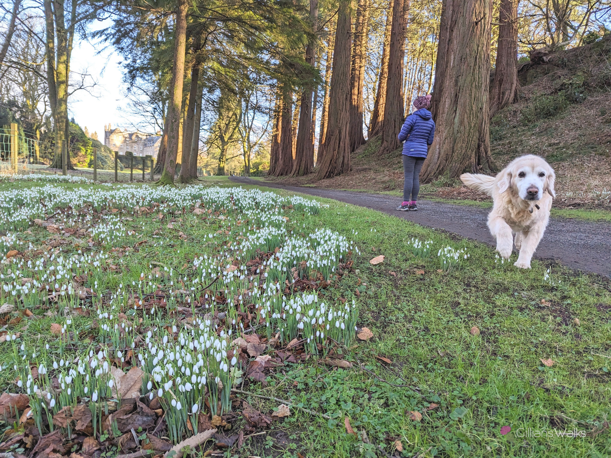 A golden retriever dog running towards the camera as it was being used to take a photo of some snowdrops in the grass