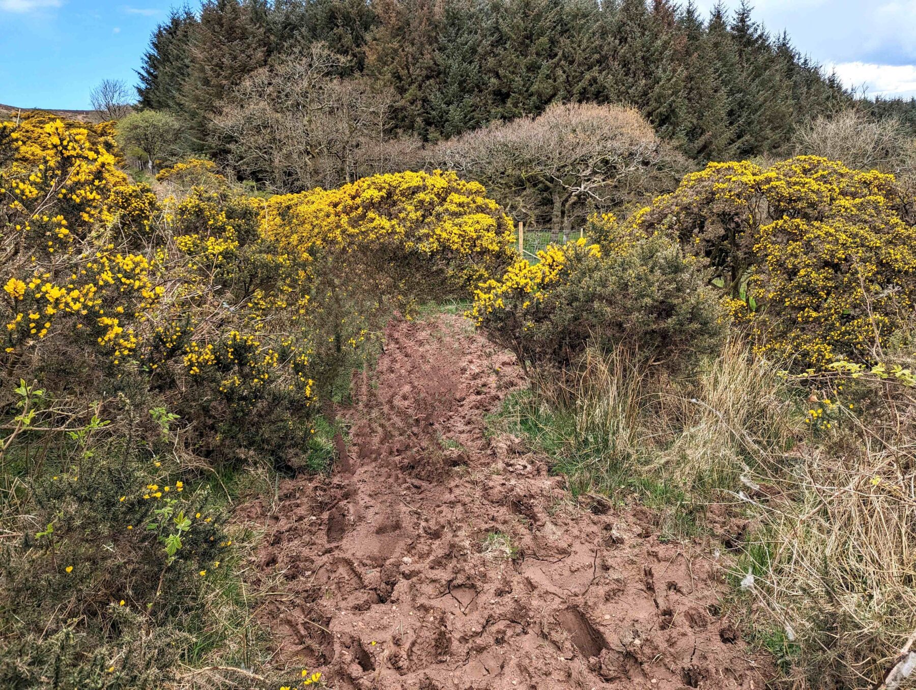 Muddy path surrounded by Gorse bushes