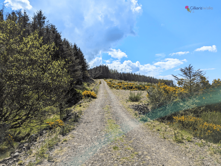 Gravel forestry track lined with yellow-flowering gorse bushes