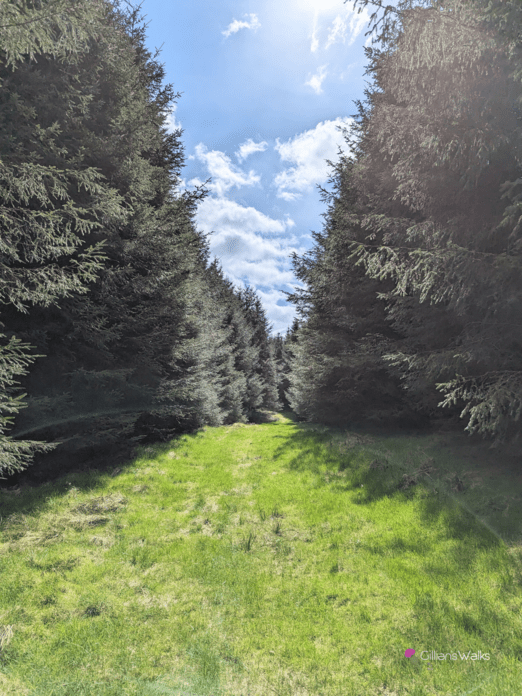 Grassy forestry track