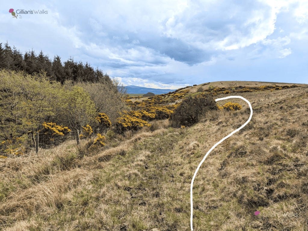 Moorland field with Gorse bushes all around. Photo annotated with a white line showing the suggested walking route around the Gorse. 