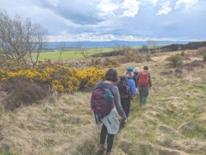 Group of walkers hiking along a grassy moorland trail surrounded by flowering gorse bushes and lush farmland