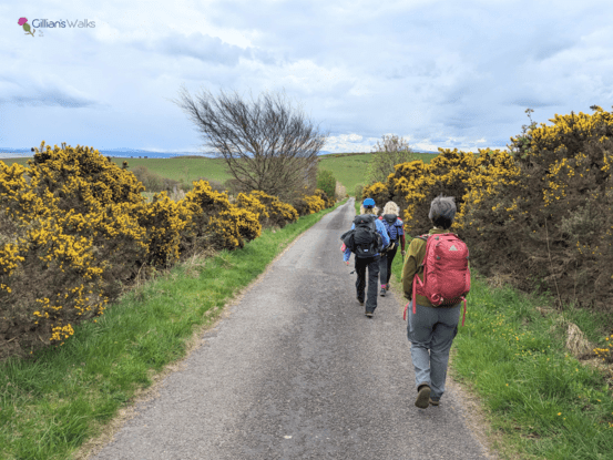 Group of walkers going along a single track road lined with yellow flowering Gorse