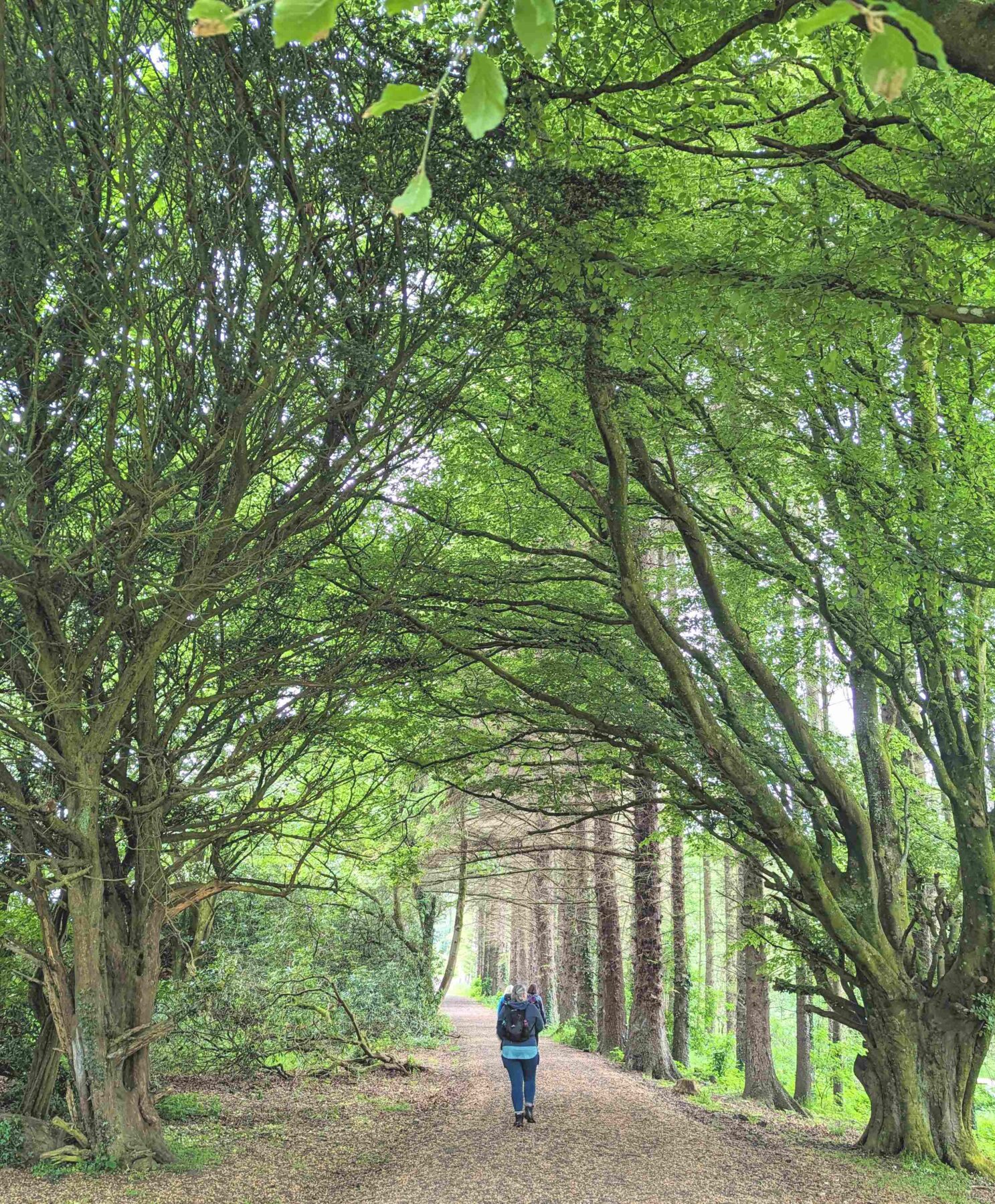 Person walking through woodland