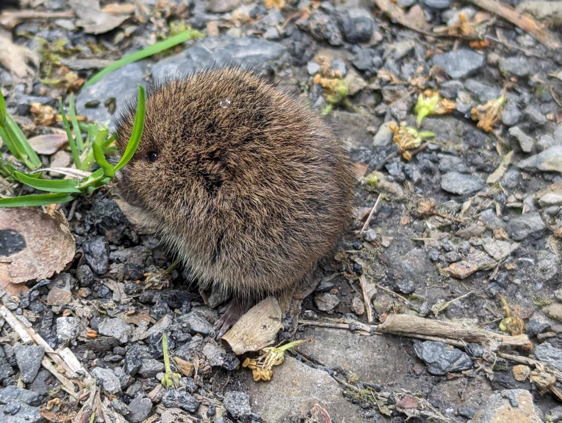 vole eating a blade of grass