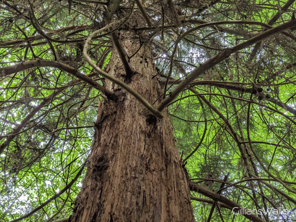 Looking up into the branches of a Californian Redwood tree