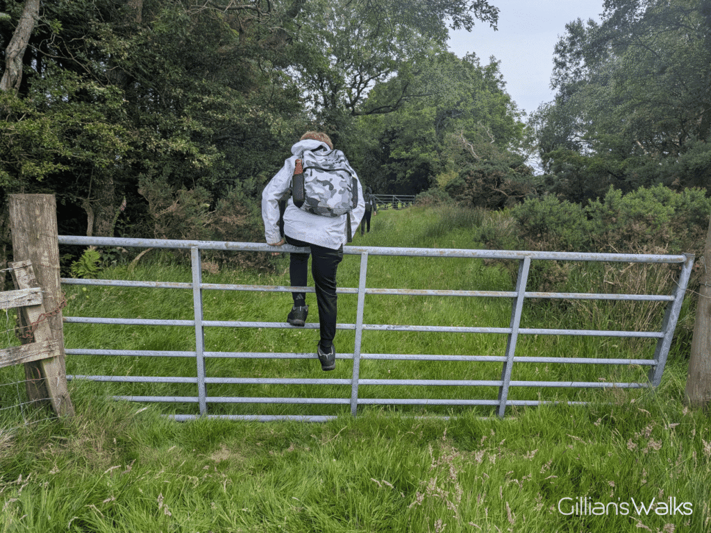 My son climbing over a metal stock gate