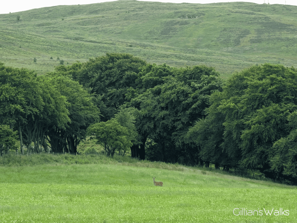 A large deer standing in an open field surrounded by trees and a grassy hillside