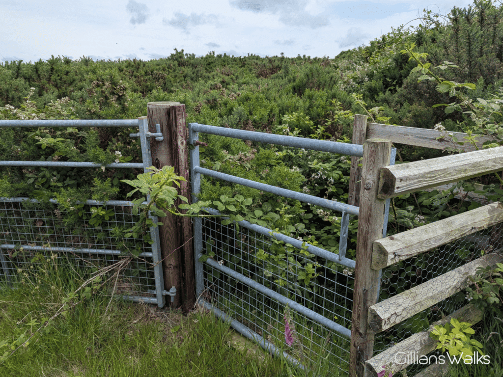 A kissing gate completely blocked by vegetation
