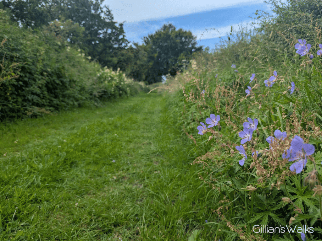 Geraniums growing beside a perfectly mown grassy footpath