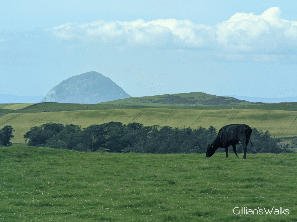 Close up view of Ailsa Craig over farmland with a solitary black cow feeding on the grass
