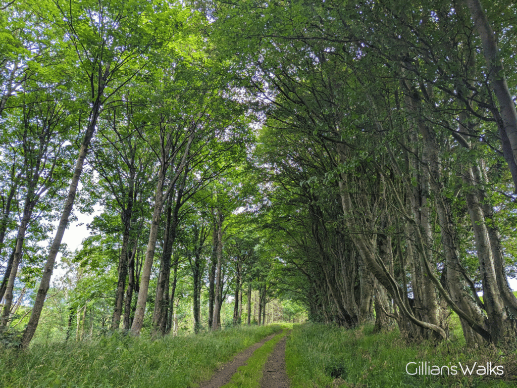 Woodland track in summer