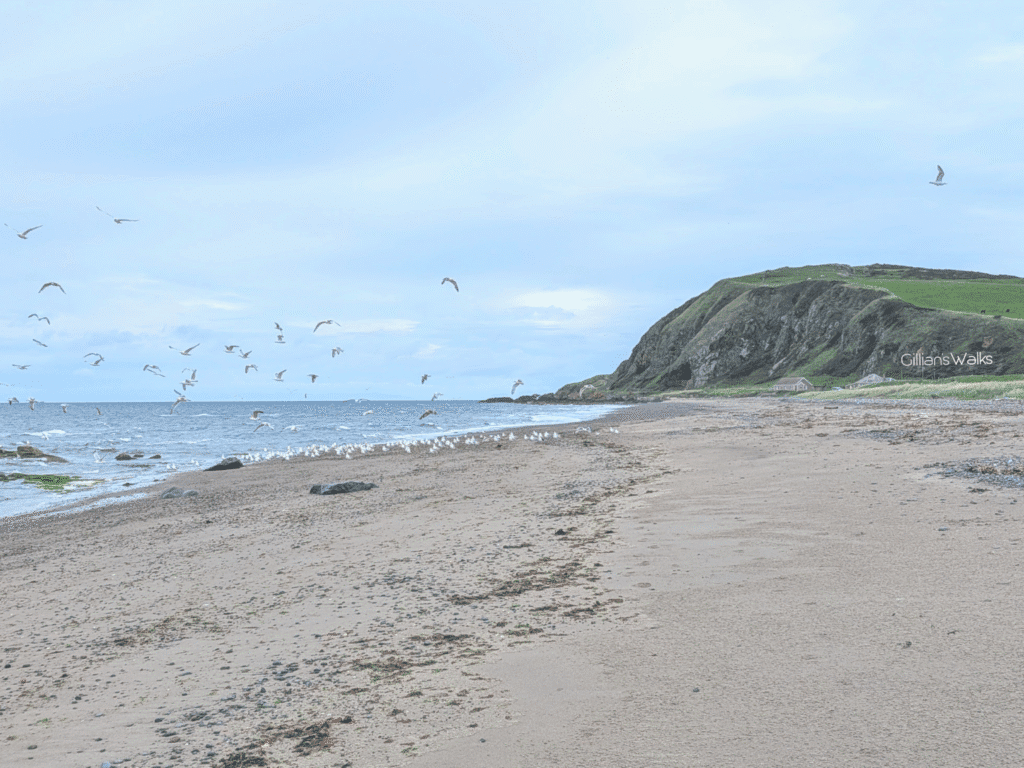 Large flock of gulls taking off from the beach