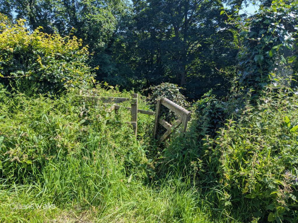 Kissing gate with heavy vegetation growth all around it