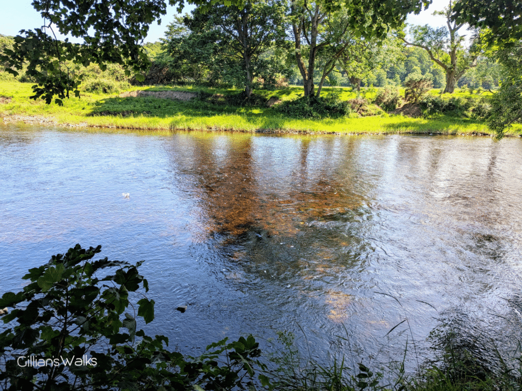 The sun shining into the River Stinchar so that the pebbles at the bottom are visible through amber-tinged water
