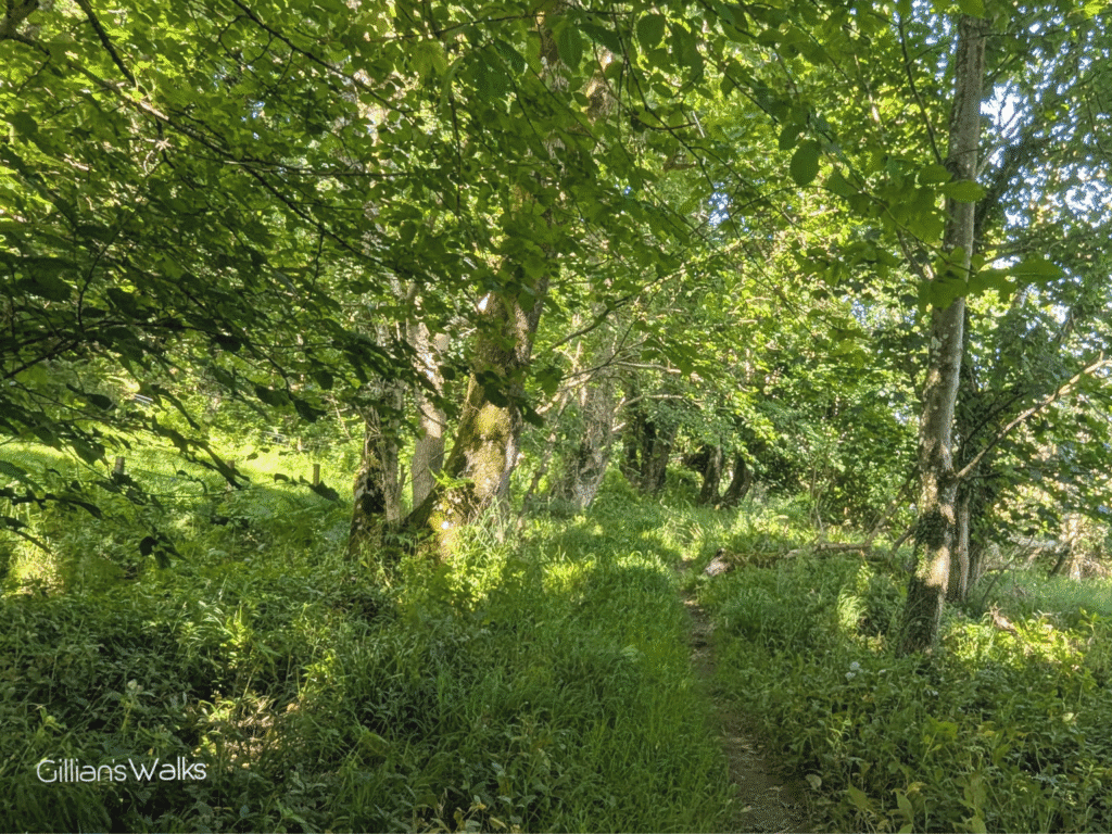 Narrow woodland trail