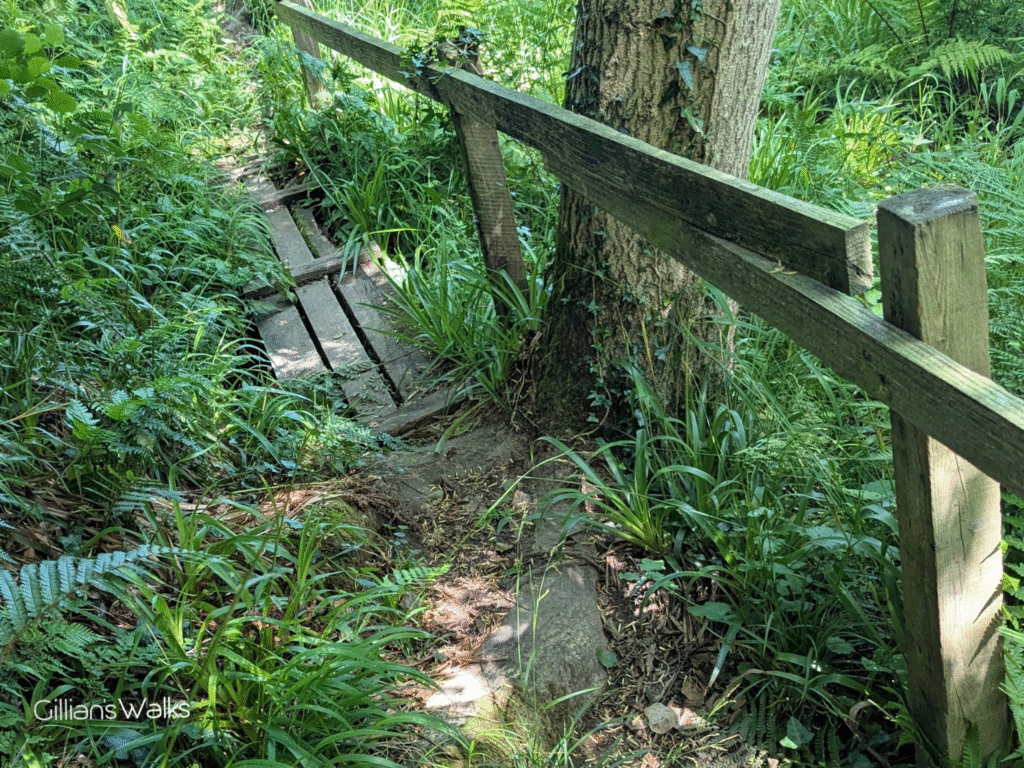 Narrow section of boardwalk with a broken handrail, slightly overgrown with vegetation