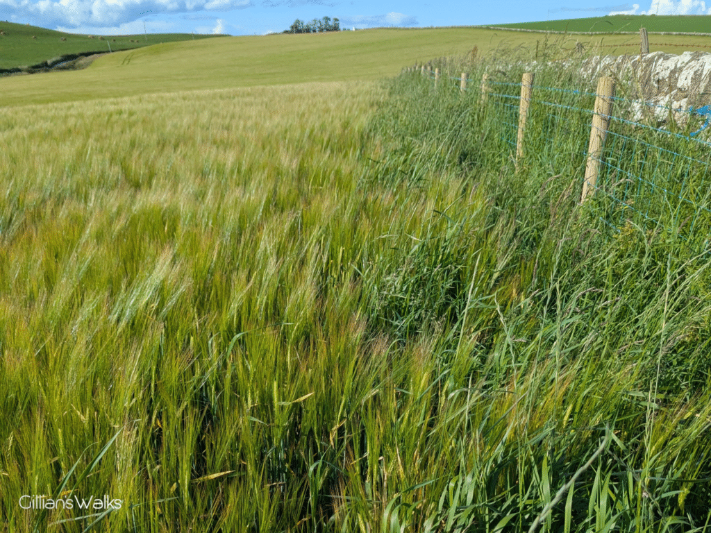 A field of Barley with no space at the side to walk along