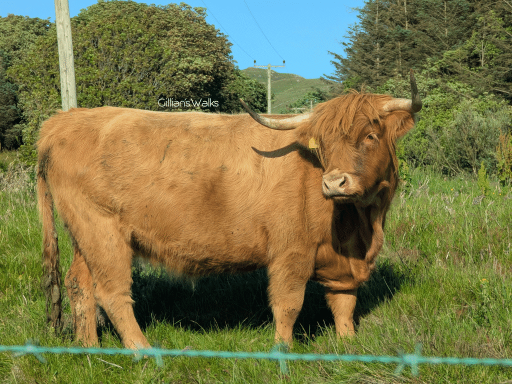 Highland Cow