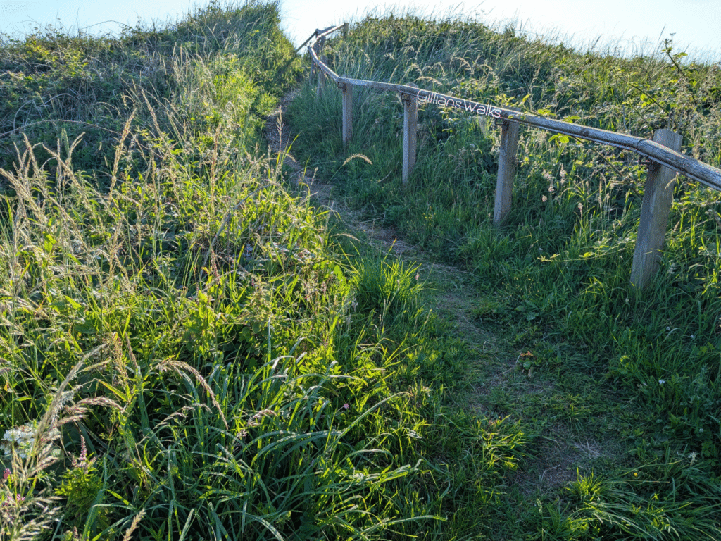 Wooden handrail and sandy trail leading through tall vegetation