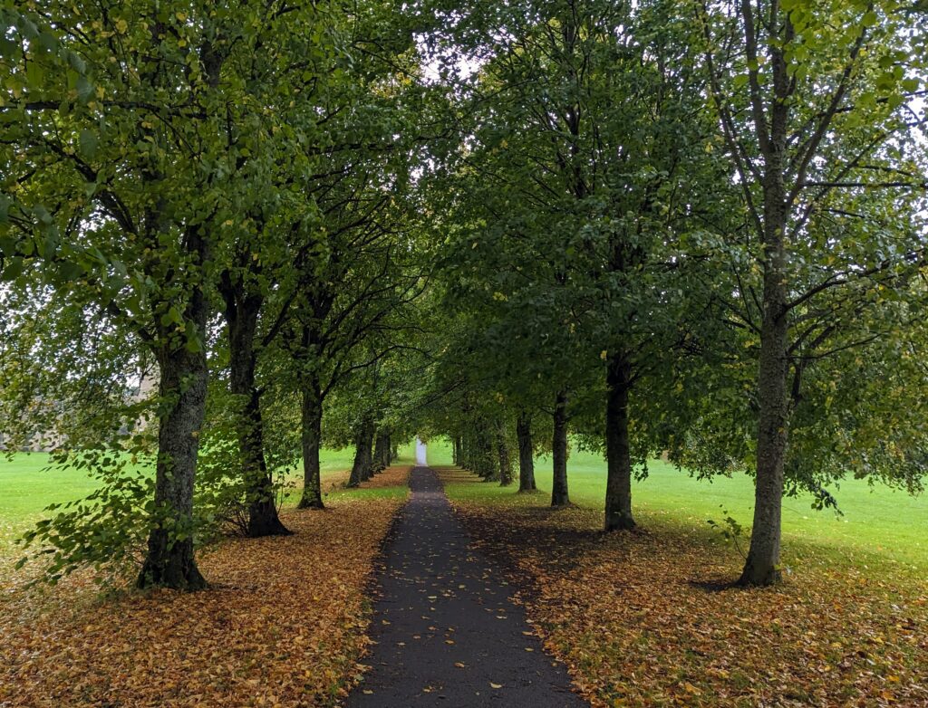 A tree-lined walkway, the ground beneath the trees covered in auburn-coloured leaves