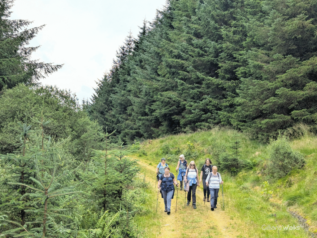 Group of walkers on a grassy forestry track
