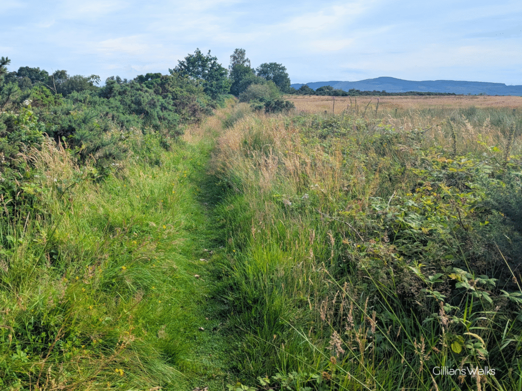 Narrow grassy trail with scruffy hedges to the left and long grassy field to the right