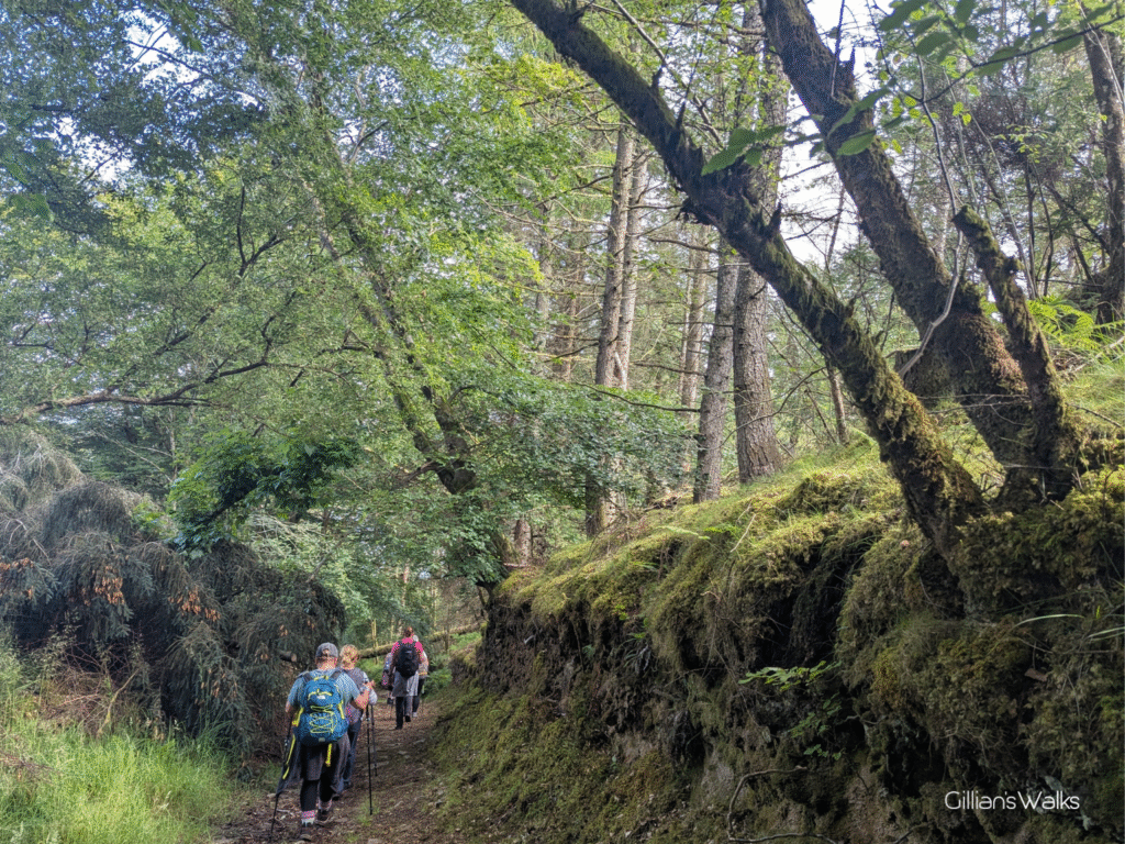 Group walking along a woodland trail with a steep high embankment to the right on which trees are growing
