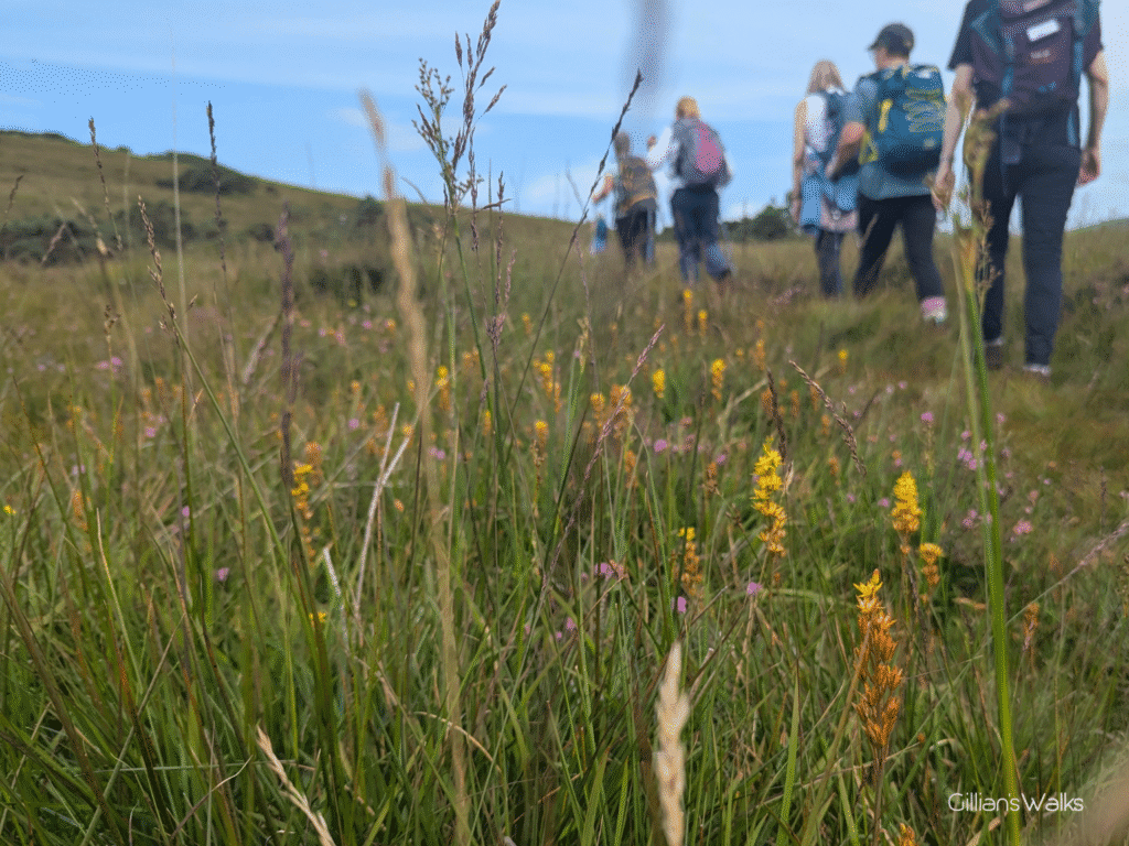 Yellow flowers - Bog Asphodel - growing in long grasses