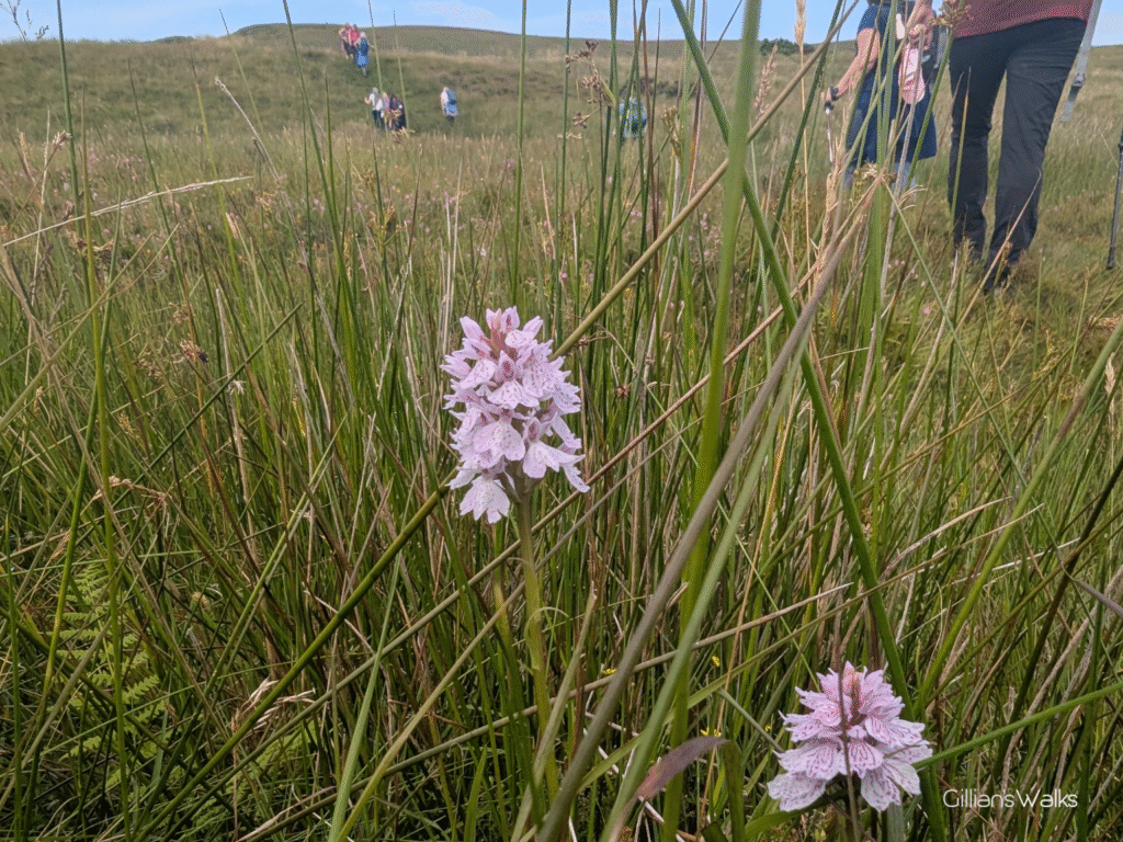 two pink spotted orchids growing in long grasses