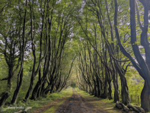 an image of a dirt road surrounded by trees
