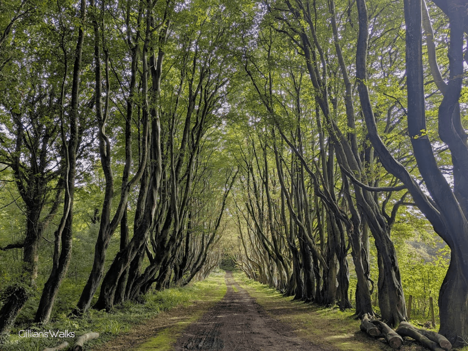 an image of a dirt road surrounded by trees