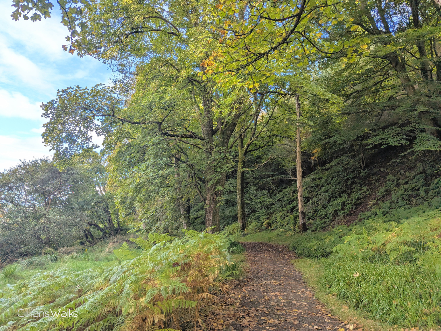 A footpath in a woodland