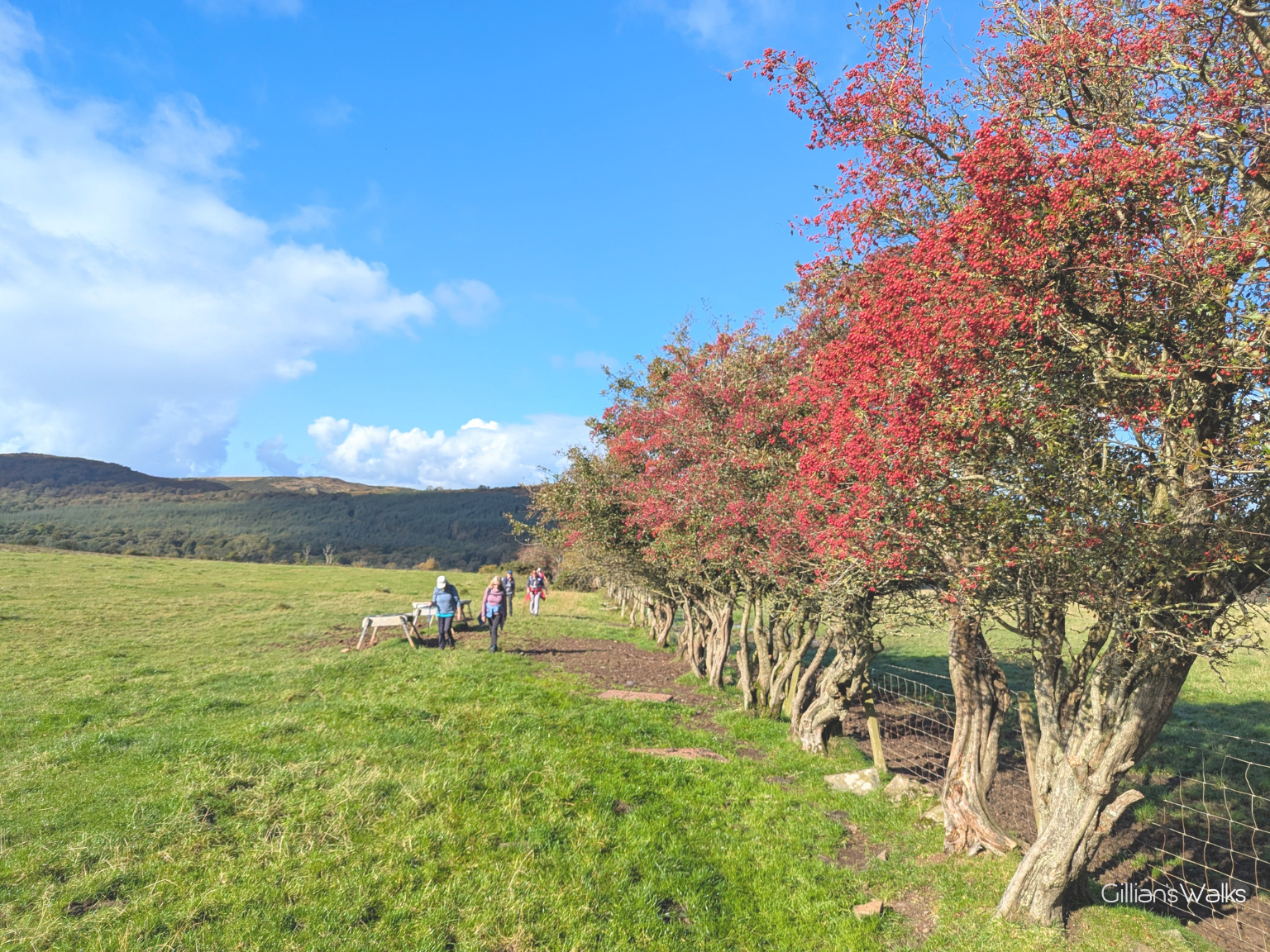 A grassy field with a row of hawthorn trees full of bright red berries