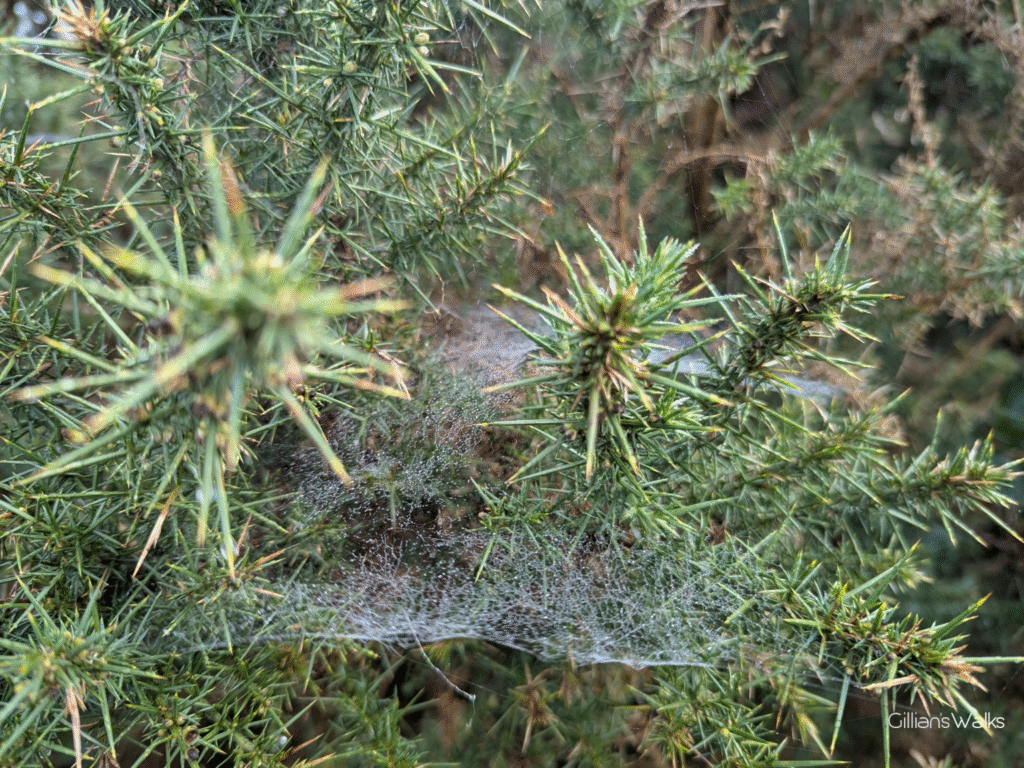 Close up of spiders web in gorse bush