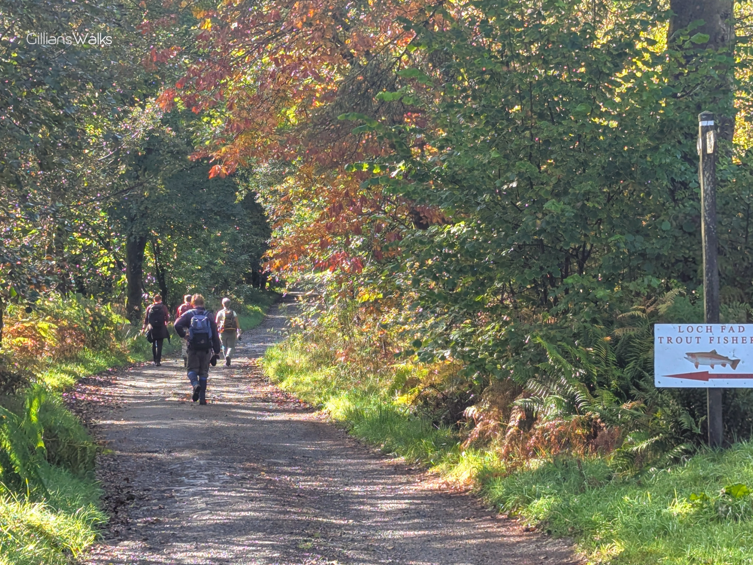 Group of walkers on a winding country road surrounded by trees beginning to take on their autumn colours. There is a large Loch Fad Trout Fishery sign in the foreground.