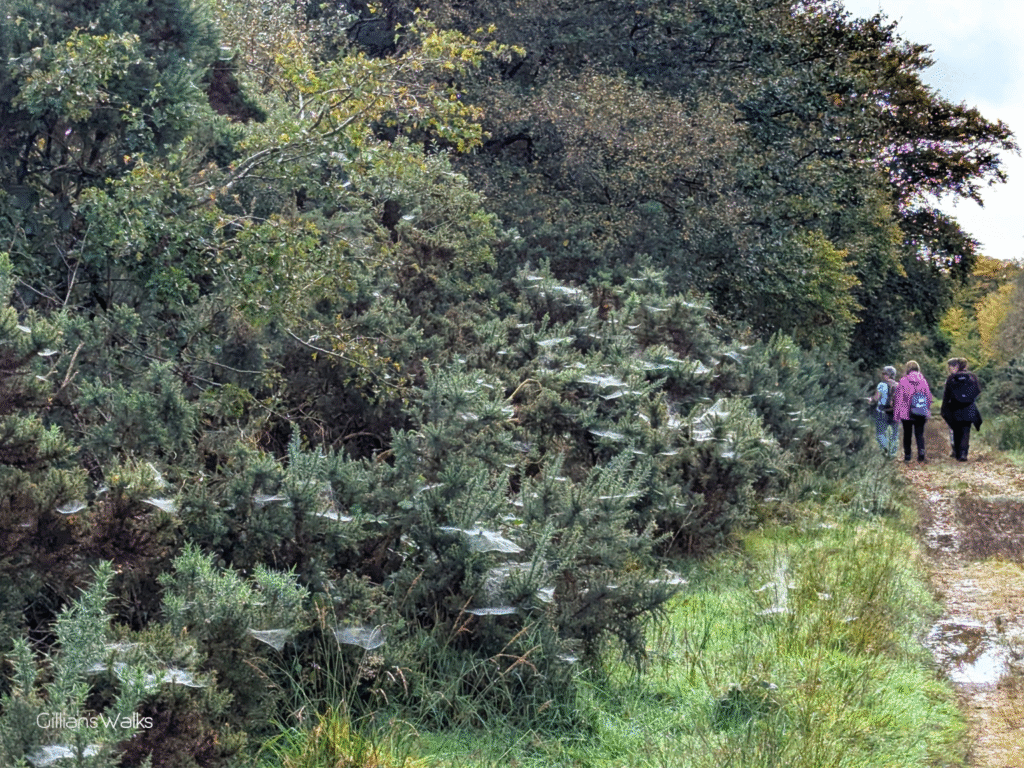 Gorse bushes full of spiders webs