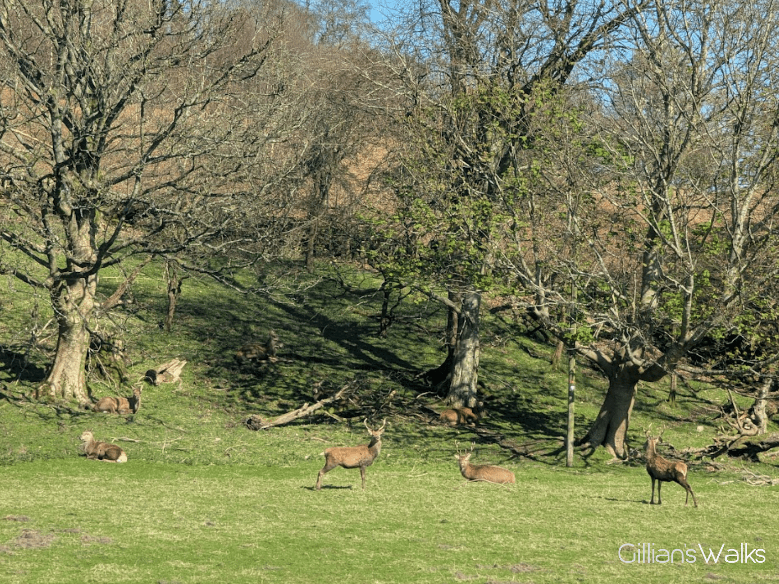 Herd of deer in a grassy field