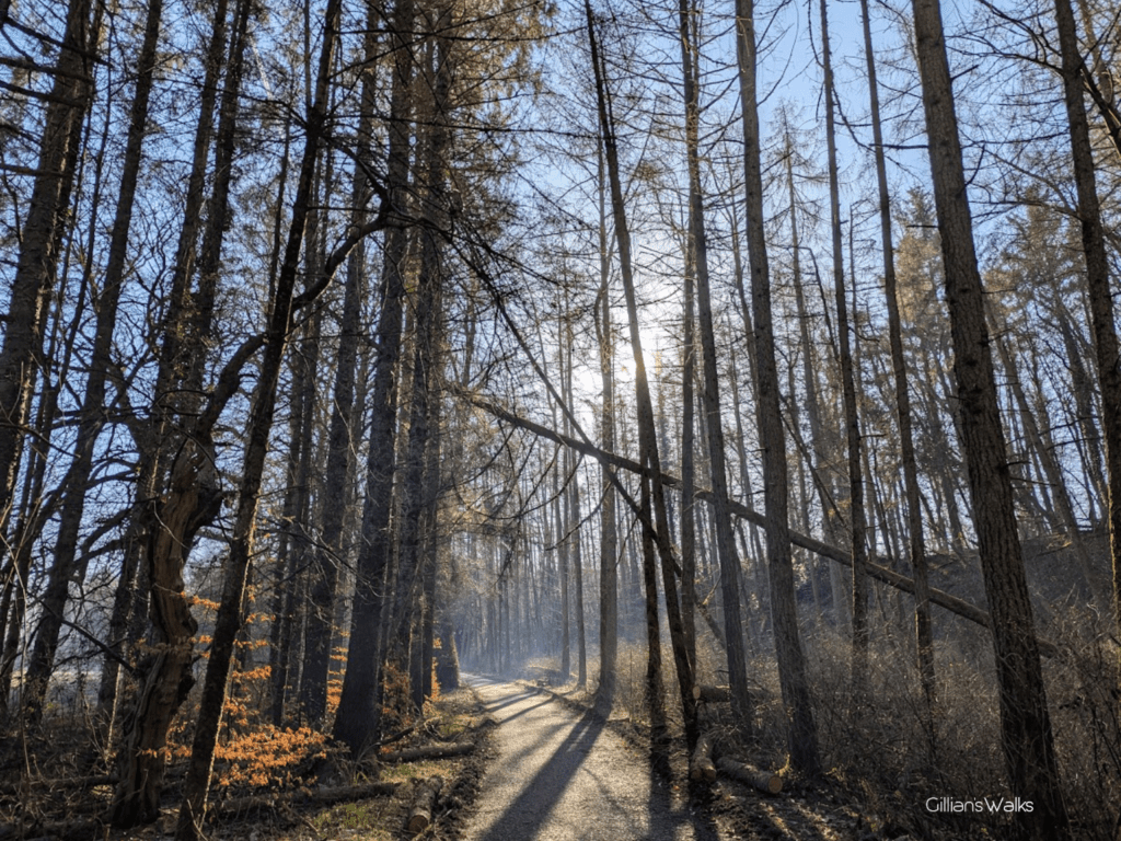 Woodland scene with soft sunlight casting shadows on the trail