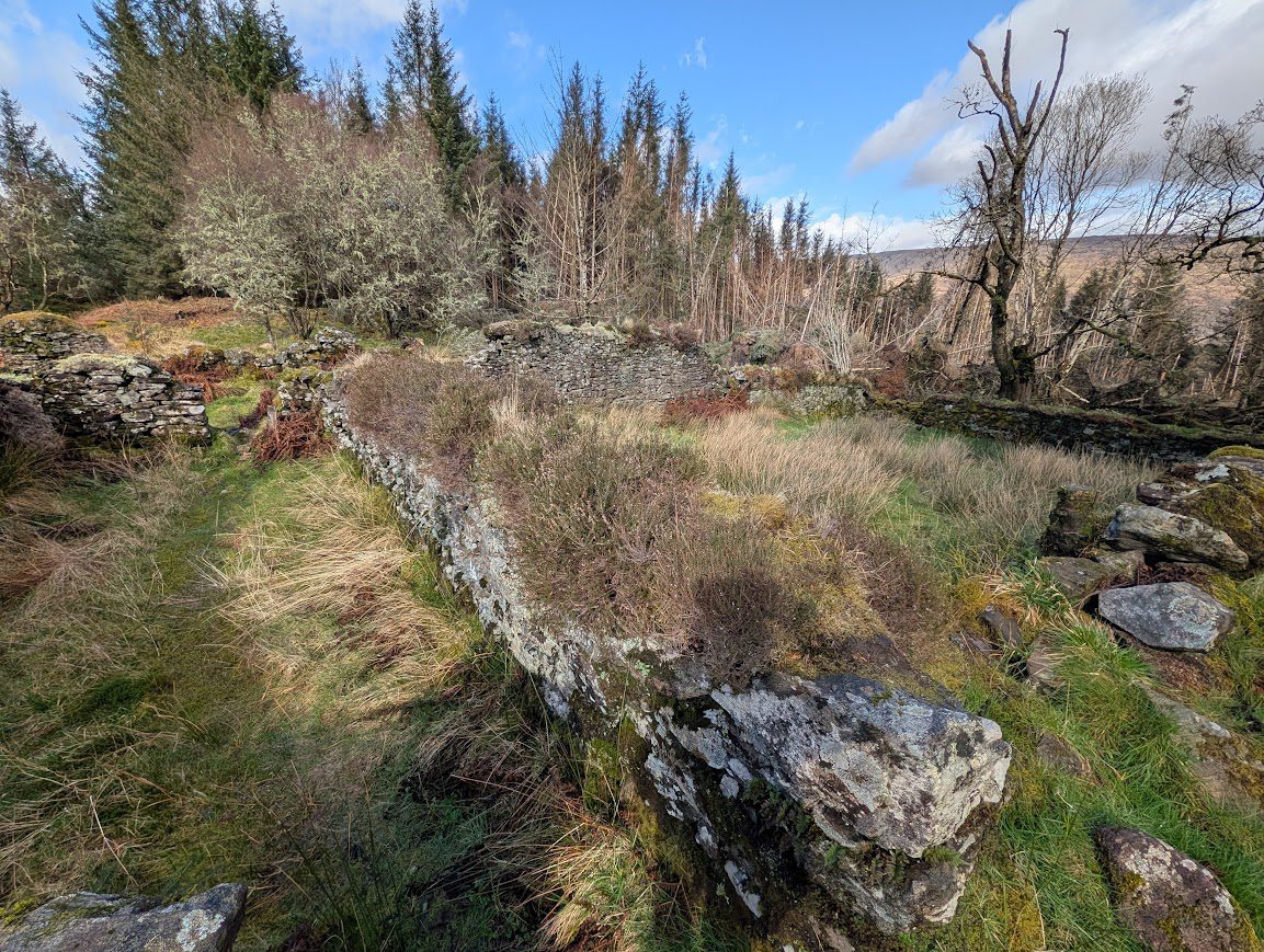 Some old stone ruins overgrown with rough grasses set against a backdrop of conifer trees. The ruins consist of a number of square shaped 'rooms' joined on to each other, low to the ground.