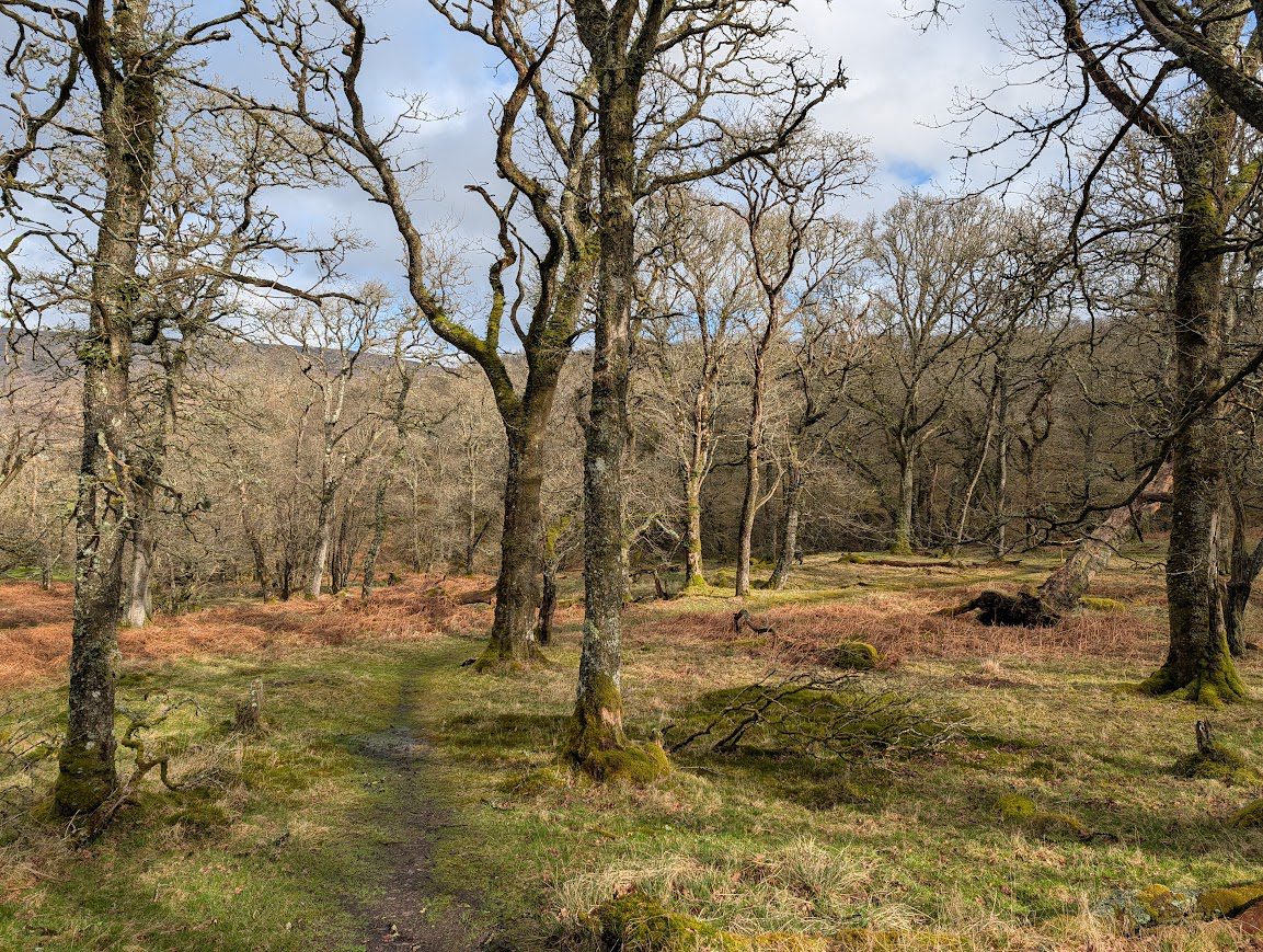 A woodland scene with a narrow trail winding through a scattering of leafless trees
