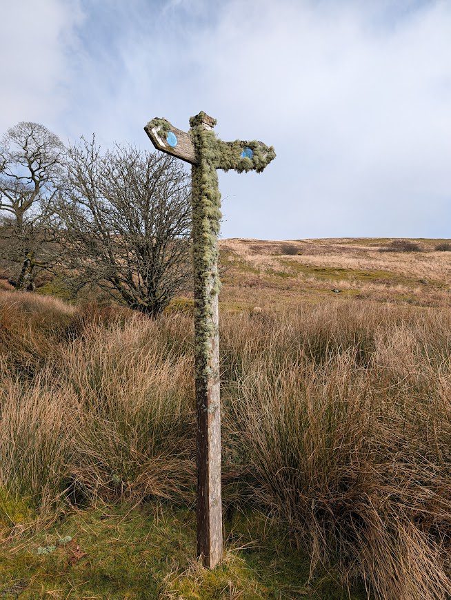 tall wooden marker post on the West Island Way covered in lichen