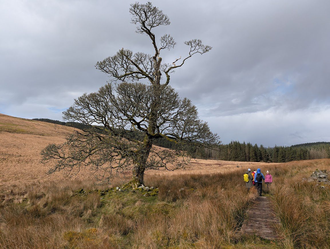 Group pausing at the end of a section of boardwalk, whilst crossing rough moorland. A solitary tree stands to their left.