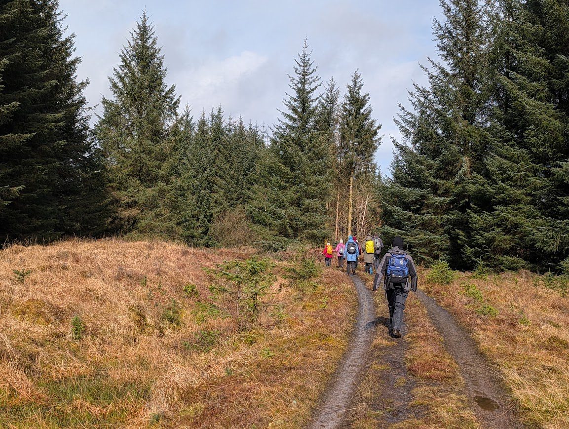A group of hikers walking towards a forest on a forestry track